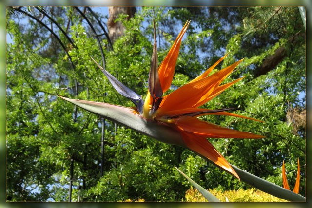 Die Papageienblume meiner Freundin mag gar nicht mehr mit dem Blühen aufhören!