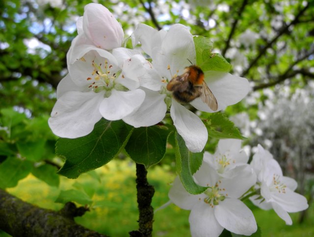 Hummel an Apfelblüte