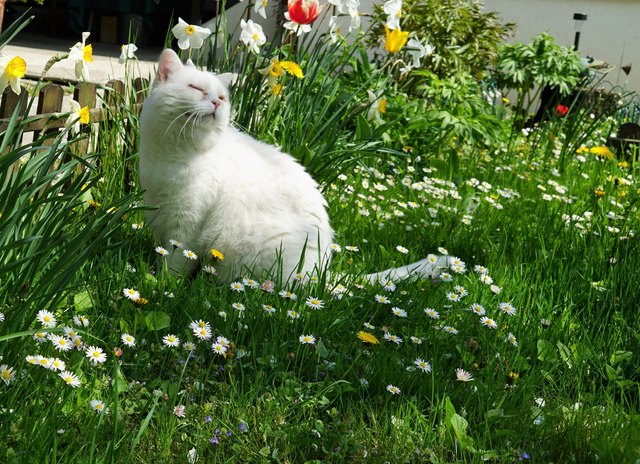 mein KATER BÄRLI