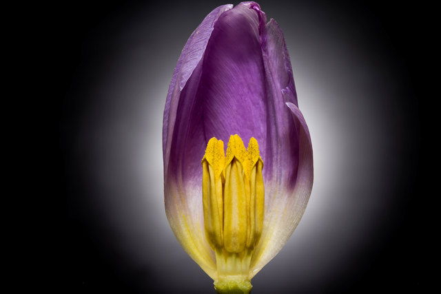 Tulpe ganz aus der Nähe