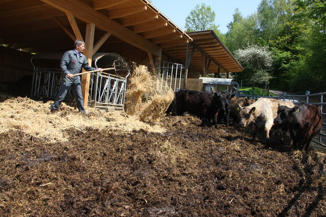 Galloway-Rinder sind die neuen Weggefährten von Stadtchef Johann Winkelmaier. Schon bald soll ein Stier in das Gehege kommen.