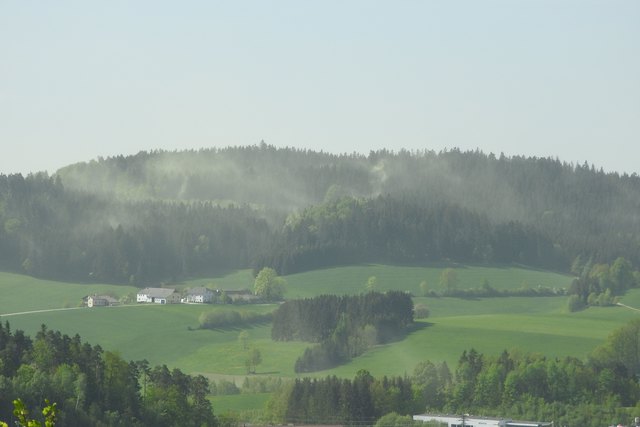 Wolken von Blütenstaub erfüllen derzeit die Atmosphäre und bedecken alles mit gelbem Staub. Der kräftige Westwind blies die Wolken wie Nebelschwaden aus den Wäldern wie hier im Ortsteil Hörleinsberg, gesehen heute Vormittag.