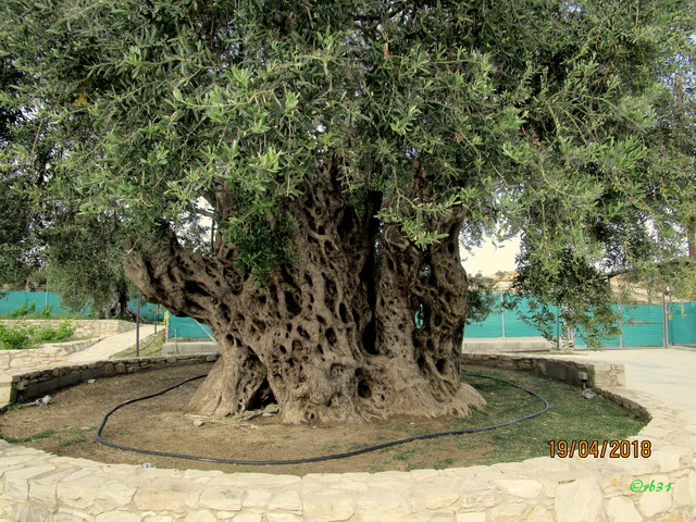 Zypern Frühjahrstreffen 2018 I BIN DABEI gewesen (Wir). Bei den Halbtagsausflug Land und Leute haben wir ihn gesehen den alten Olivenbaum der soll ein Alter von 1500 Jahren haben. Er trägt soll doch noch sehr viel Ertrag haben. Die Zahl tatte ich vergessen. Es gibt noch viel zusehen. Fortsetzung folgt.
