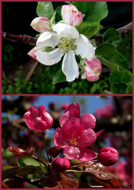 Apfelblüten vom Nutzapfel (Charlamowsky) und vom Zierapfel