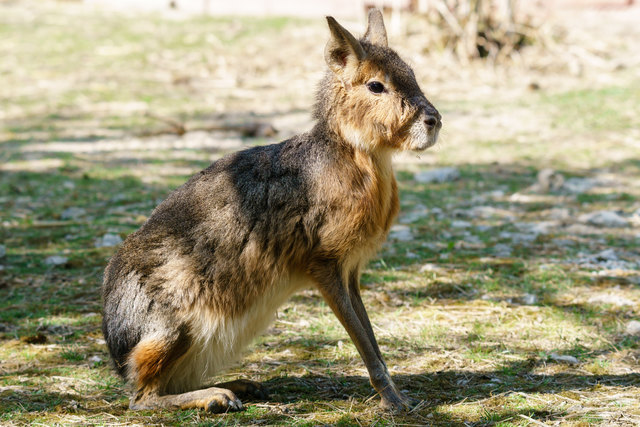 Seit 28. April sind Große Maras (Pampashasen) im Zoo Schmiding zu sehen. Sie bewohnen die Pampa. | Foto: Zoo Schmiding/Stefan Schnauder