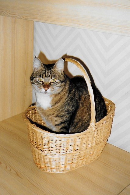 ..sondern Ginny, unsere zweite Katze, die leider viel zu früh über den Regenbogen ging (ursprünglich Analogfoto)