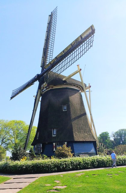 Es gibt noch ca. 1ooo Windmühlen in Holland, diese ist mit Reet gedeckt