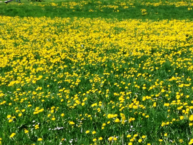 ... ein Festschmaus für alle Bienen, Käfer usw....