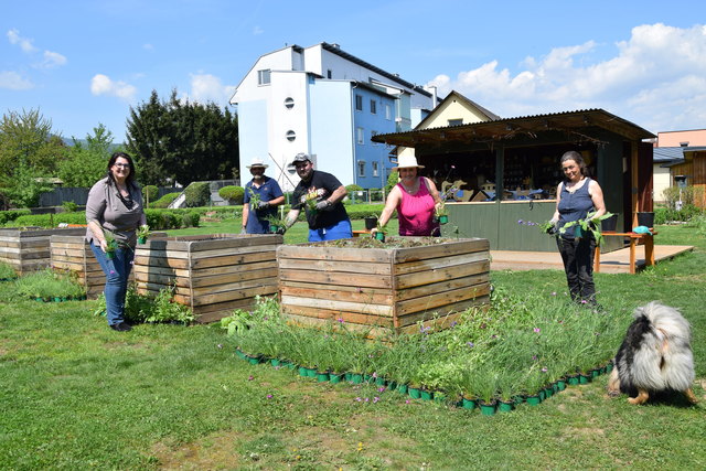 Gestern war Hochbetrieb im Deutschlandsberger Stadtgarten. Jetzt warten die Stöcke als Bienenfutter auf ihre Abnehmer. | Foto: Kleindinst