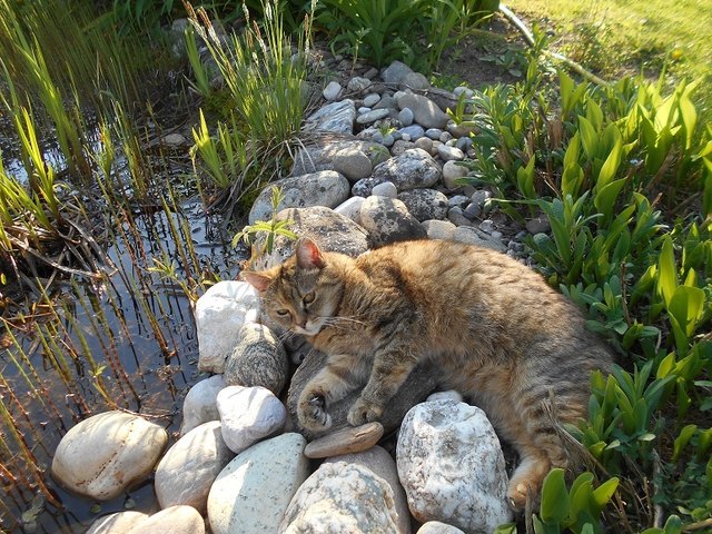 Ich mähe den Rasen und meine Katze hängt ab - aber, Katzenbesitzer sind eben das Personal ihrer Katze!