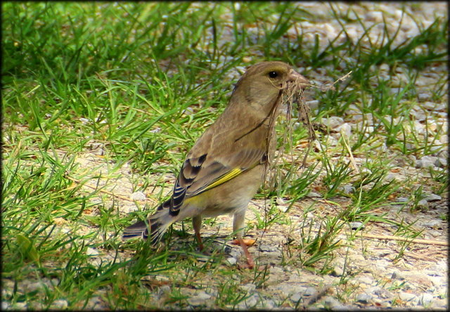 Buchfink- Weibchen