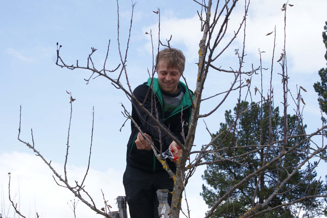 Obstbaumschnitt im alten Klostergarten der Bezirkshauptmannschaft Tamsweg.