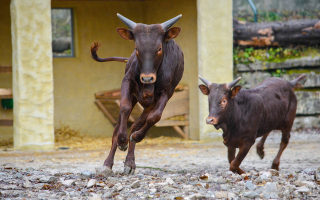 Die Watussi Rinder im Afrika-Dorf