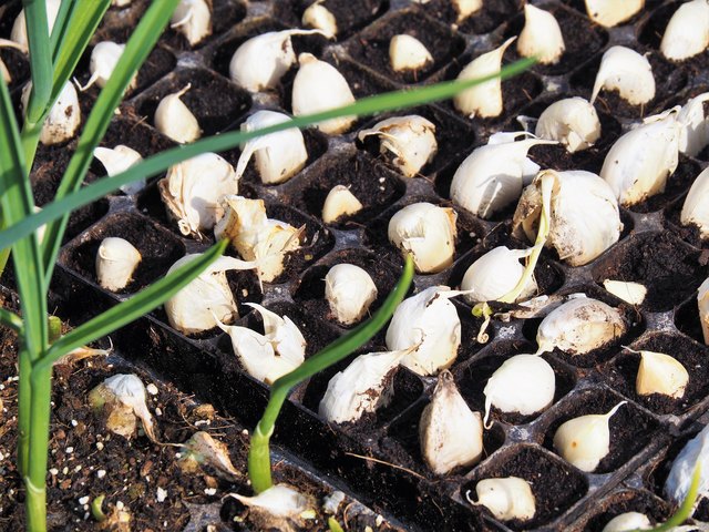 Knoblauch vertreibt die bösen Geister...