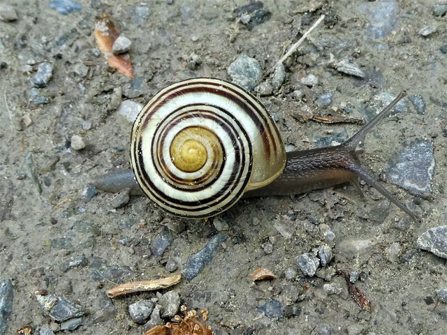 Es kommt nicht auf das Tempo an, sondern darauf, möglichst viel von dieser Welt und ihrer Schönheit zu sehen. Dazu braucht es Zeit und offene Augen für all die Wunder ringsum...Das müssen aber nicht unbedingt Stielaugen sein ;)