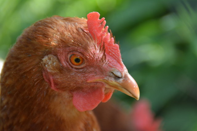 Ein paar Portraits von Hühnern in Ebbs-Oberndorf