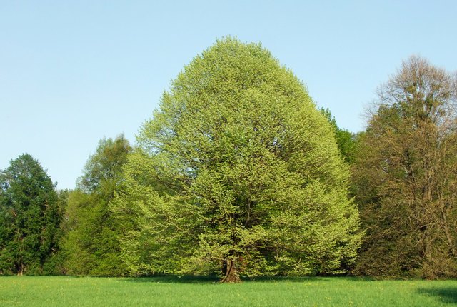 steht im Arboretum am Fuße des Freinbergs