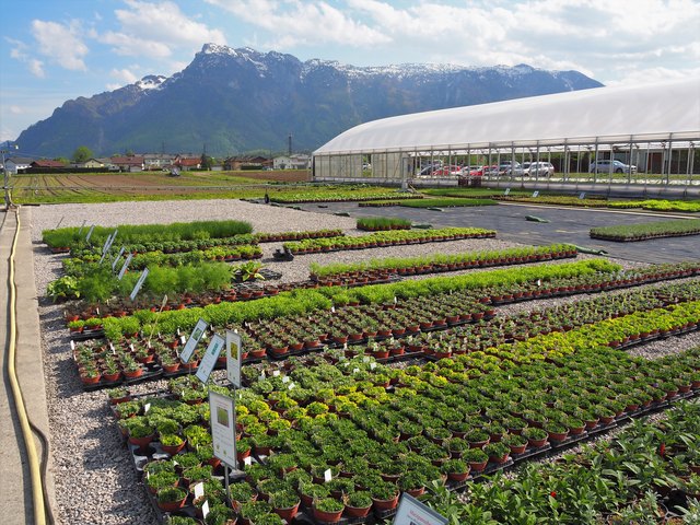 Winklhofer´s Kräutergarten mit Untersberg dahinter