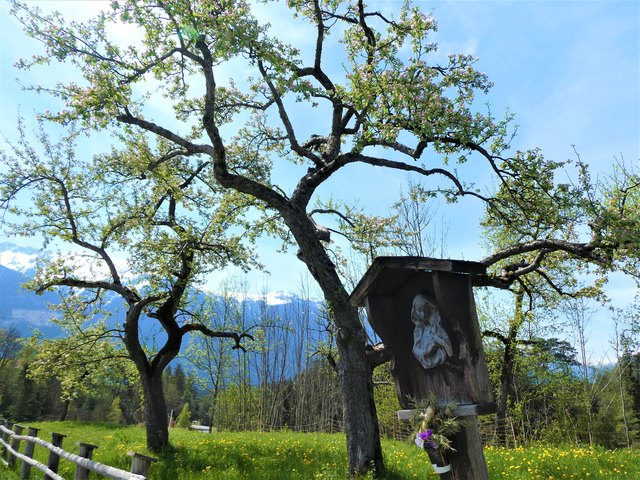 Der Obstgarten voll blühender Apfelbäume steht unter dem Schutz des hübsch verwitterten Marienmarterls