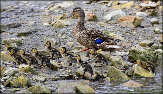 Entenfamilie beim Landgang