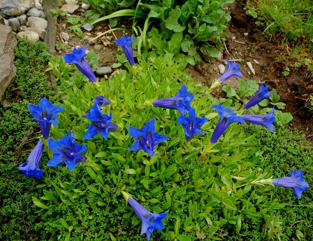 der Enzian im Garten !