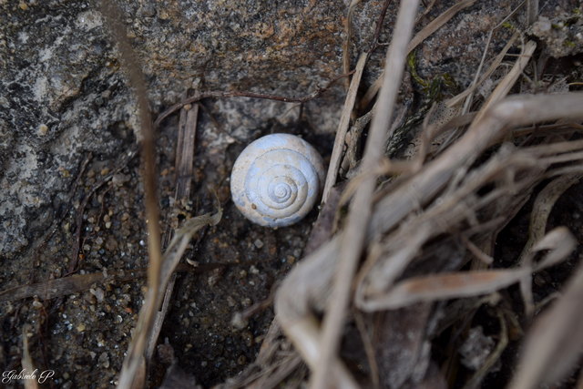 Ganz klein und gut versteckt hab ich es dennoch gefunden :)
© Gabriele P.
