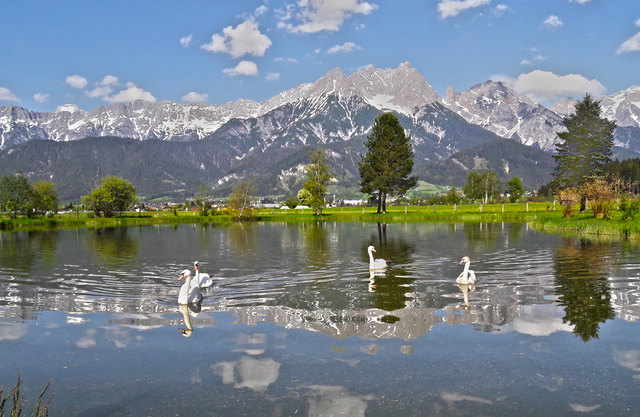 Fischteich in Haid mit Jungschwänen vor der herrlichen Kulisse des Steinernen Meeres, Saalfelden, Pinzgau