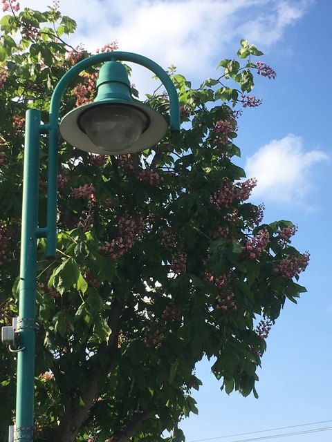 Dieser Baum steht beim Gemeindeamt in Heugraben (südl. Burgenland)