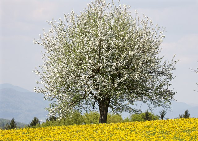 Die letzten  Apriltage