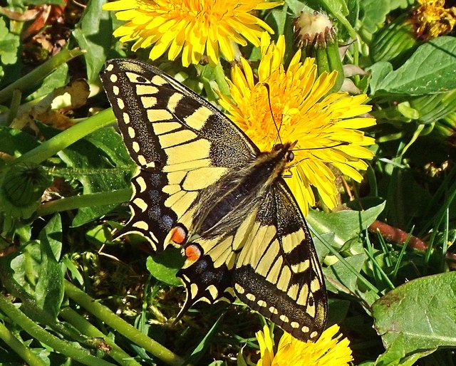 Der Schwalbenschwanz ist ein Schmetterling aus der Familie der Ritterfalter - er ist neben dem Segelfalter einer der größten und auffälligsten Tagfalter des deutschsprachigen Raums und hat eine Flügelspannweite von 50 bis 75 Millimetern.