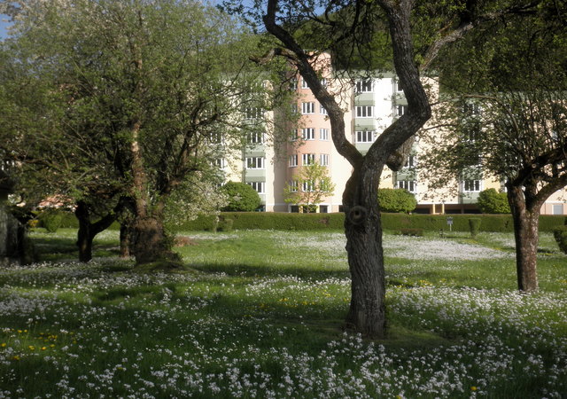 ... dass auf dieser grünen Wiese mit den knorrigen Bäumen in der Mürzer-Roseggergasse eine Anstalt für Stoffwechselerkrankungen errichtet wird.