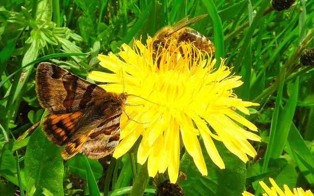 Der schöne Flatterling und die Biene teilen sich die Blüte des Löwenzahns.