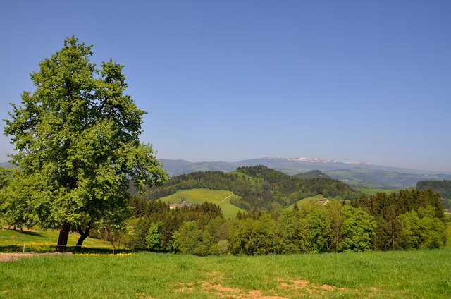 Im Hintergrund schneebedeckt die Koralpe