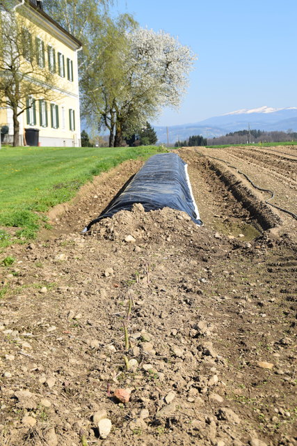 Der weiße Spargel wächst - in erster Linie zum Schutz vor Verfärbungen durch das Sonnenlicht - unter einer Folie | Foto: Mörth