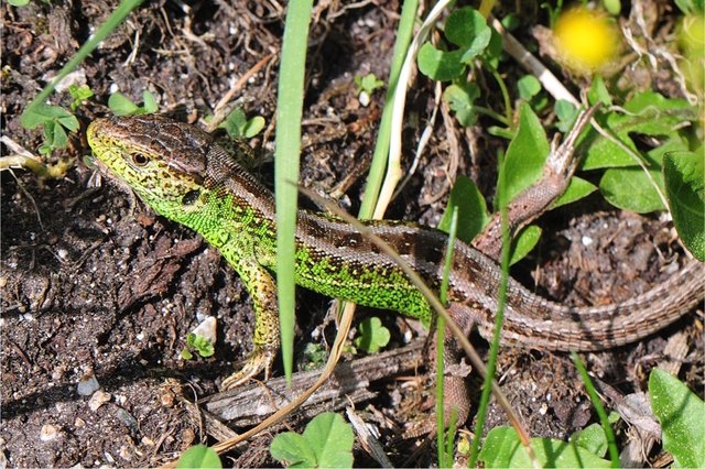 Auch unsere Reptilien waren in diesem außergewöhnlich warmen April bereits sehr beweglich. Die Männchen der Zauneidechsen tragen z.T. bereits das Hochzeitskleid in grün. Bald wird es die ersten Rivalenkämpfe geben und nur die Stärksten werden sich mit den Weibchen paaren dürfen.