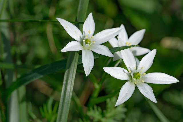 Pflanzenwelt in der Lange Lacke bei Apetlon