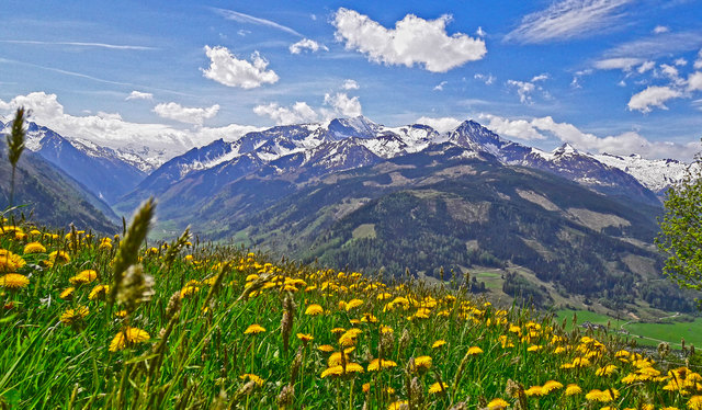 Löwenzahnwiese. Erlhofplatte. Fuschertal, Hoher Tenn, Bauerbrachkopf, Imbachhorn, Kitzsteinhorn (von links nach rechts)