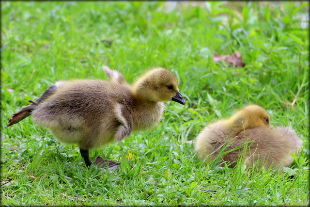 Gänseküken am Weiher