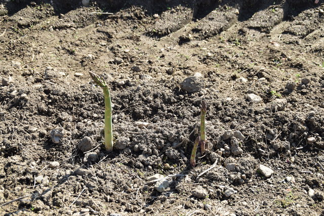 Der grüne Spargel braucht keine Folie | Foto: Mörth