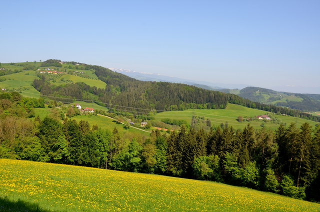 Blumenwiesen überall am Weg.