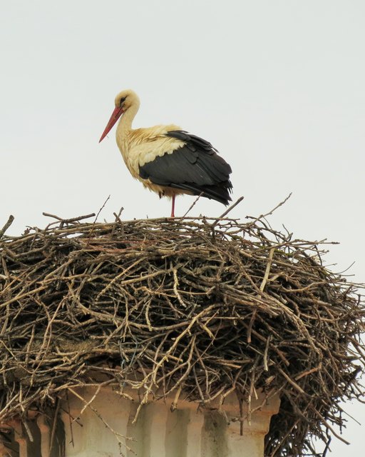 Storch in Lutzmannsburg