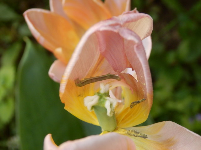 Eine ca 3 cm große hungrige hellgrüne Raupe frisst sich in der Tulpe satt