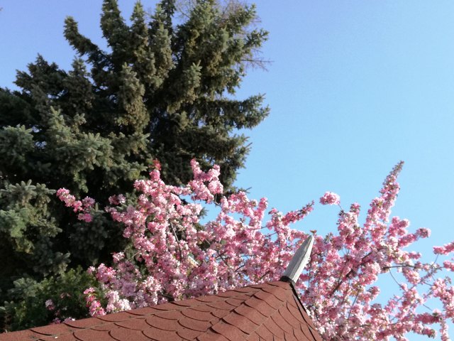 ...wunderschöne Zierapfelblüten und blitzblauer Himmel