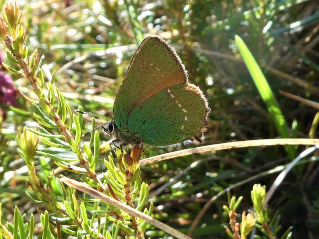 Eine echte kleine Waldelfe: Ein Brombeerzipfelfalter im ersten Sonnenlicht des Tages