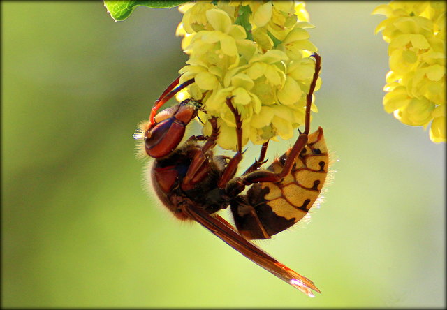 Hornisse beim Naschen