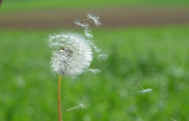 .....the answer is blowing in the wind.....