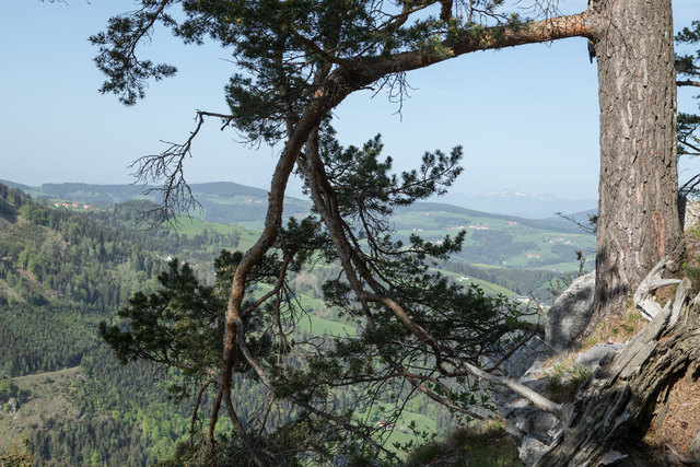 Von der Gösserwand ins Almenland