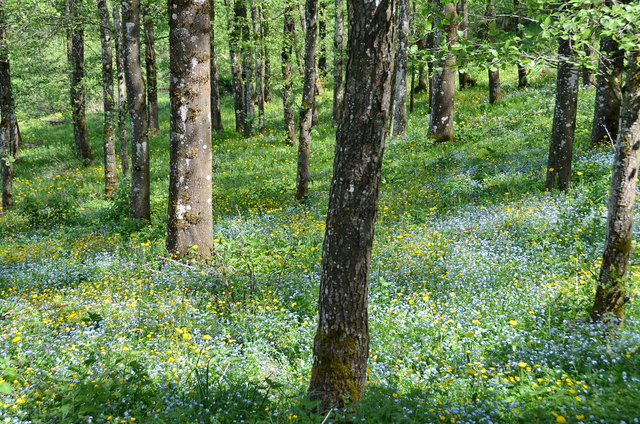 Selbst im Wald blüht es reichlich.