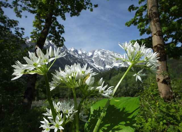 in der Salzachau bei Kuchl