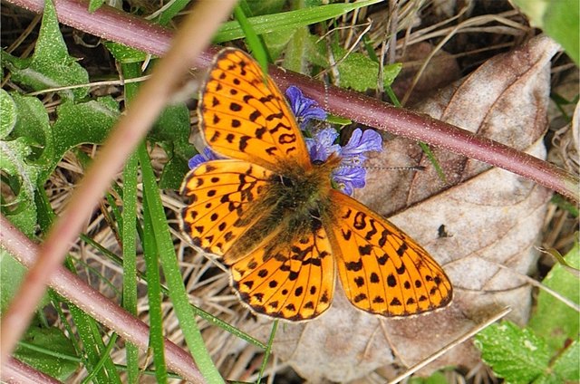 Boloria euphrosyne, der Silberfleck-Perlmuttfalter ist an sich kein seltener Gast, aber er ist meist der erste Perlmuttfalter im Jahr - und so freue ich mich jedesmal wieder, wenn ich ihn sehe. Er hat einen sehr ähnlichen Bruder, aber der kommt etwas später.